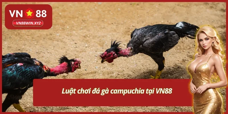 Khám phá luật chơi đá gà campuchia tại VN88