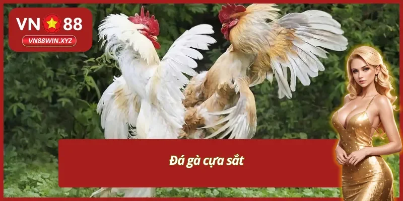 Sảnh đá gà VN88 với trận đấu sử dụng cựa sắt 