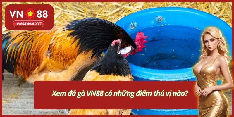 Lợi ích nổi bật về việc xem đá gà VN88
